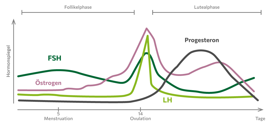 Grafische Darstellung des Hormonspiegels und wie er dafür sorgt, dass Unreinheiten und Pickel nach dem Eisprung entstehen.