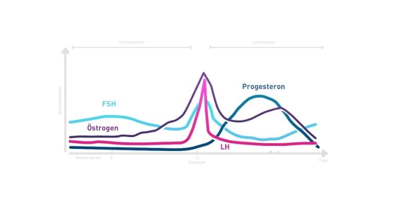 hormonspiegel-mestruationszyklus-infografik