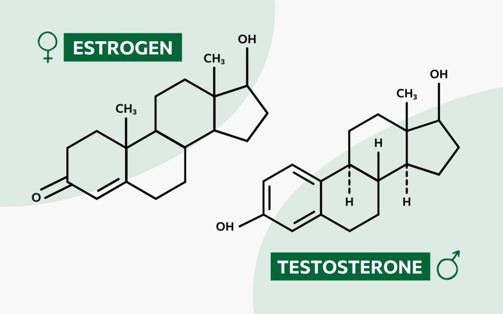 Infografic about the chemical structure of estrogen and testosteron