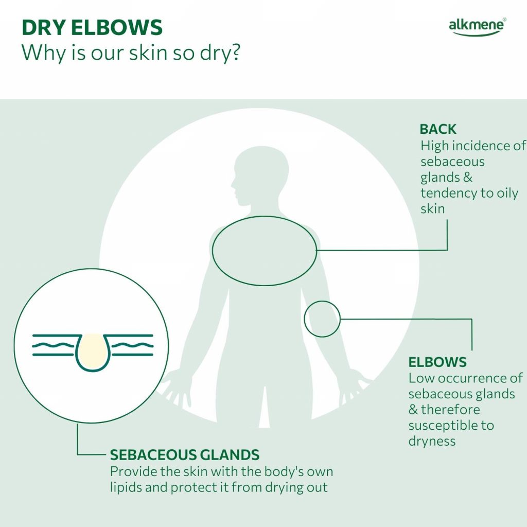 infografic on dry elbows an sebaceous glands