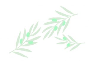 Olivenbaum (Ölbaum) Ranke