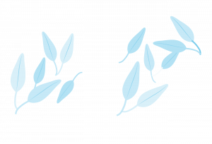 Salbei Ranke
